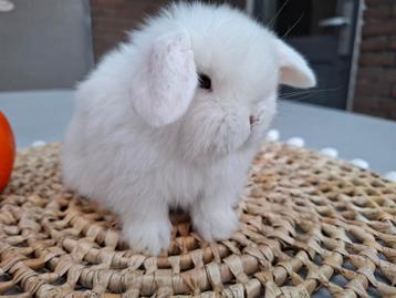 Prachtige raszuivere Minilop hangoor dwerg konijntjes  beschikbaar voor biedingen