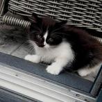 🩶SIBERISCHE KITTENS🩶500,- EN 100% HYPOALOGEEN, Dieren en Toebehoren, Katten en Kittens | Raskatten | Langhaar, Meerdere dieren