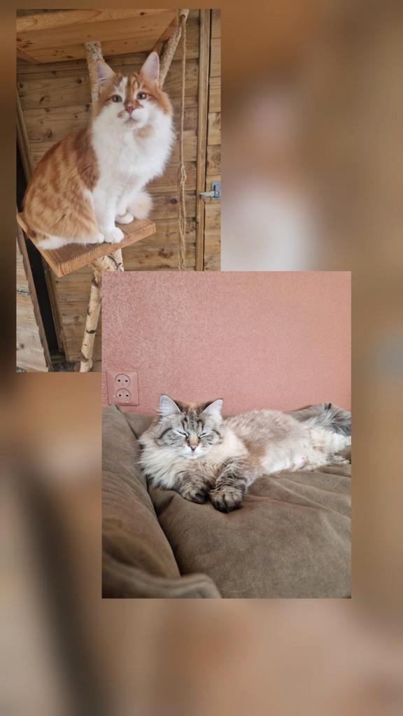 Nestje Siberische kittens verwacht., Dieren en Toebehoren, Katten en Kittens | Raskatten | Langhaar, Meerdere dieren, Met stamboom