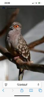 Brilduiven, Meerdere dieren