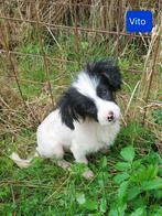 Felix en Vito zijn ter adoptie!, Dieren en Toebehoren, Honden | Niet-rashonden, Rabiës (hondsdolheid), 15 weken tot 1 jaar, Buitenland