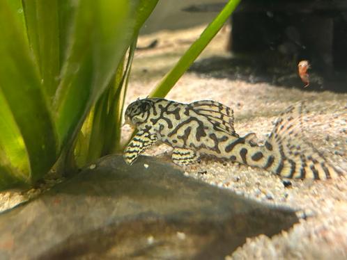 Grote kweekgroep L236 sw/sy, Dieren en Toebehoren, Vissen | Aquariumvissen, Zoetwatervis, Vis