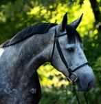 Te koop 5-jarige D-pony, Dieren en Toebehoren, Pony's, Zadelmak, 3 tot 6 jaar, Recreatiepony, D pony (1.37m tot 1.48m)