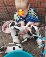 Nog 4 boefjes willen wijde wereld in.leukeJACK RUSSELL PUPS, Dieren en Toebehoren, Jack Russell Terriër, 8 tot 15 weken, CDV (hondenziekte)