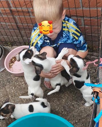 Nog 3 boefjes willen wijde wereld in.leukeJACK RUSSELL PUPS  beschikbaar voor biedingen