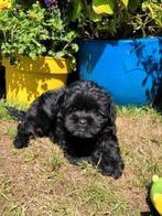 Leuke boomer pups te koop!, Dieren en Toebehoren, Honden | Chihuahua's en Gezelschapshonden, Overige rassen, CDV (hondenziekte)