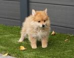 Hele mooie pomeriaan/dwergkees pups 2 reutjes !!, CDV (hondenziekte), 8 tot 15 weken, Meerdere, Meerdere dieren