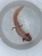 Axolotl vrouw, Dieren en Toebehoren, Amfibie, Tam, 0 tot 2 jaar