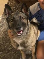 Kruising mechelse herder/keeshond ter overname, Rabiës (hondsdolheid), Teef, Eén hond, 3 tot 5 jaar