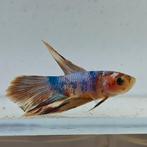 Betta splendens man 27, Dieren en Toebehoren, Vis