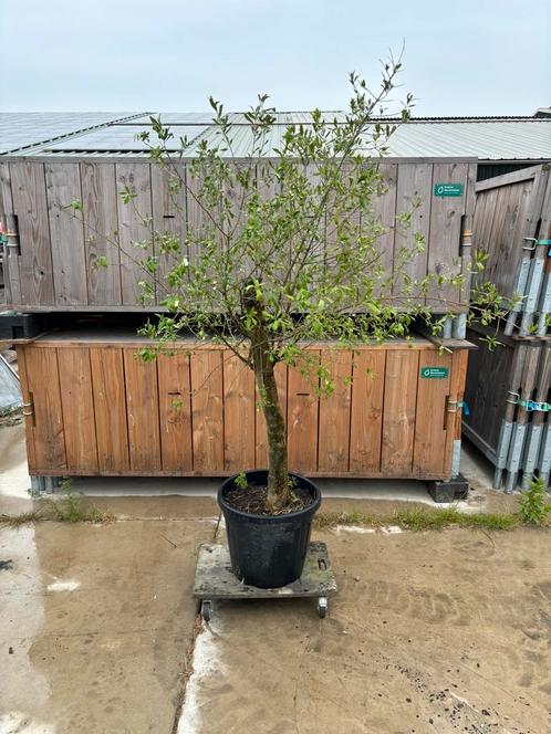 Olijfboom 150cm hoog, Tuin en Terras, Planten | Bomen, Olijfboom, 100 tot 250 cm, Volle zon, Zomer, Ophalen