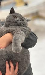 Britse korthaar, Dieren en Toebehoren, Katten en Kittens | Raskatten | Korthaar, Kater, Gechipt, 0 tot 2 jaar