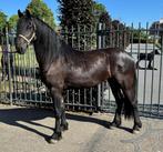 2 jarige friese merrie (fries), Merrie, Gechipt, 3 tot 6 jaar, 160 tot 165 cm