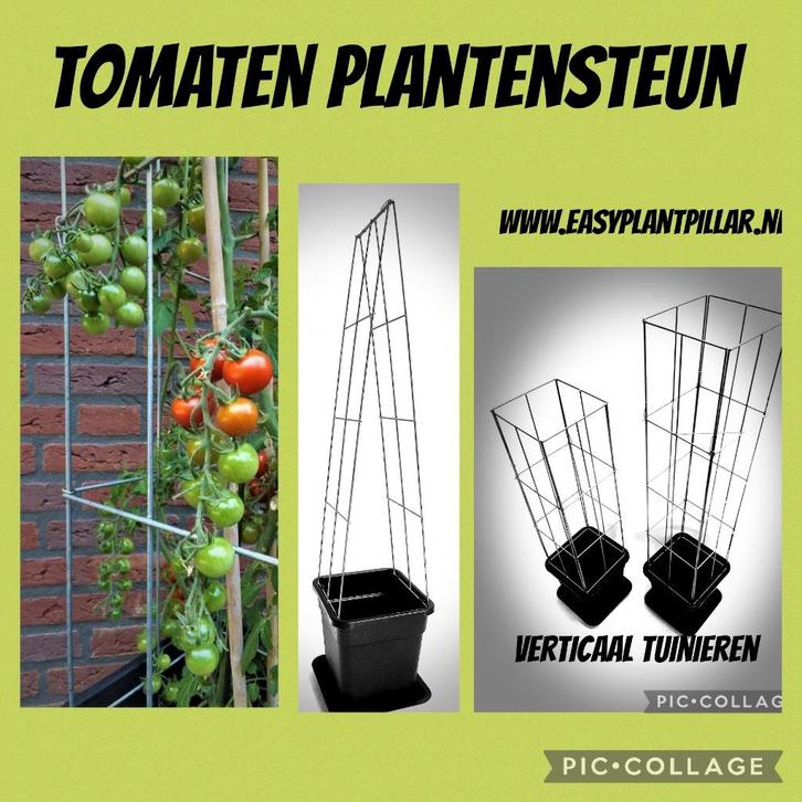 Klimplanten tegen de schutting, gevels en muren, Tuin en Terras, Planten | Tuinplanten, Vaste plant, Klimplanten, Volle zon, Ophalen of Verzenden