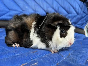 Super lieve cavia’s, borstel, gladhaar en teddy beschikbaar voor biedingen
