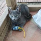 Twee vriendjes kittens Silas&Danny, Dieren en Toebehoren, Katten en Kittens | Overige Katten, Kater, Kortharig, 0 tot 2 jaar