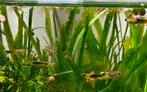 Sluierstaart guppen, Dieren en Toebehoren, Vissen | Aquariumvissen, Vis