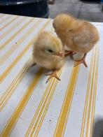 Kuikentjes New Hampshire dwerghoen kippen, Geslacht onbekend, Kip