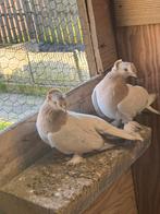 Takla, Dieren en Toebehoren, Meerdere dieren, Tuimelaar of Roller