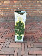 Kerstboom, Diversen, Ophalen