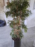 Kunstplant Bamboe 170 cm, Huis en Inrichting, Kamerplanten, Ophalen