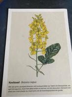 planten, Ophalen of Verzenden, Voor 1920, Ongelopen, Sterren en Beroemdheden