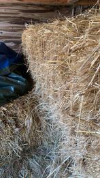 8 grote hooibalen 25-30kg zeer goed paardenhooi, Ophalen, Vee