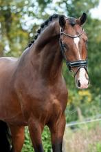 Allerliefste 3.5 jarige ruin te koop first date x vivaldi, Dieren en Toebehoren, Paarden, B, Ruin, Dressuurpaard, 170 tot 175 cm
