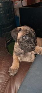 Bullmastiff pups, Parvo, België, Fokker | Hobbymatig, 8 tot 15 weken