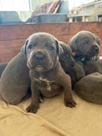 Cane Corso pups, Dieren en Toebehoren, Rabiës (hondsdolheid), 8 tot 15 weken, Groot, Meerdere