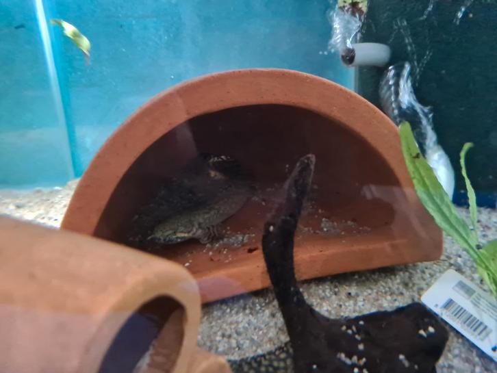 Polypterus Ornatipinnis, kwastvinsnoek, Dieren en Toebehoren, Vissen | Aquariumvissen, Zoetwatervis, Vis