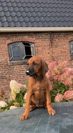 Prachtige Rhodesian Ridgeback pupies, Dieren en Toebehoren, Overige rassen, 8 tot 15 weken, CDV (hondenziekte), Meerdere