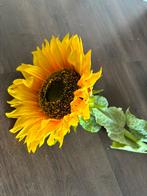 Zonnebloem, Ophalen of Verzenden, Voorjaar, Volle zon, Zaad