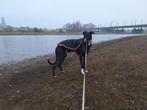 Hondenjas voor windhond, Dieren en Toebehoren, Hondenkleding, Ophalen of Verzenden, Nieuw, Hondenjas