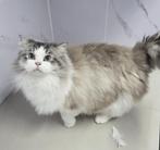 Ragdoll seal lynx bicolor dekkater met stamboom, Dieren en Toebehoren, 3 tot 5 jaar