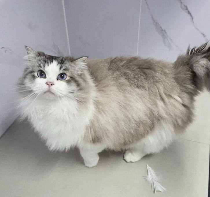 Ragdoll seal lynx bicolor dekkater met stamboom, Dieren en Toebehoren, Katten en Kittens | Dekkaters, 3 tot 5 jaar