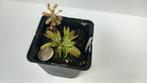 Dionaea muscipula 'Jumbo', Huis en Inrichting, Kamerplanten, Overige soorten, Ophalen of Verzenden, In pot, Minder dan 100 cm