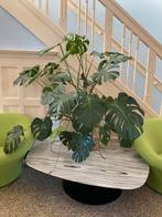 Monstera incl pot 130 x 160 x 70 cm (hxbxd), Huis en Inrichting, Kamerplanten, Ophalen, 100 tot 150 cm, Overige soorten, Halfschaduw