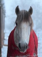 Grote spaanse e-pony met verhaal zoekt 5  huis, Ruin, 7 tot 10 jaar, Recreatiepony, Gechipt
