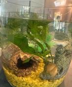 Guppies te koop, Dieren en Toebehoren, Vissen | Aquariumvissen