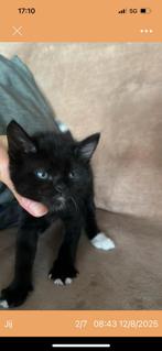 Britse korthaar kittens, Dieren en Toebehoren, Katten en Kittens | Overige Katten, Meerdere dieren, Kortharig