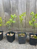 Wilde citroen (Poncirus trifoliata), Ophalen of Verzenden, Minder dan 100 cm, In pot, Overige soorten