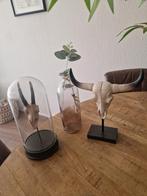mooie woonaccesoirres buffel schedel, Ophalen, Zo goed als nieuw