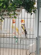 Putters Major, Dieren en Toebehoren, Vogels | Overige Vogels, Meerdere dieren, Wildzangvogel