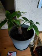 Money tree, Ophalen, Halfschaduw, Minder dan 100 cm