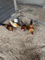 Krielkippen Serama haantjes. 2025., Dieren en Toebehoren, Pluimvee, Mannelijk, Kip