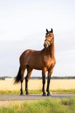 Mooie 3 jarige springmerrie te koop, Dieren en Toebehoren, Paarden, Merrie, Springpaard, Gechipt, 3 tot 6 jaar
