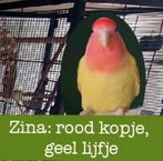 2 lieve agapornissen voor herplaatsing, Dieren en Toebehoren, Vogels | Parkieten en Papegaaien, Vrouwelijk, Dwergpapegaai of Agapornis