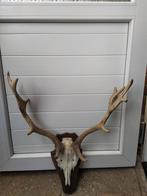 Vintage Herten Gewei - Wanddecoratie, Verzenden