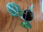 kleine anthurium, Huis en Inrichting, Ophalen, Overige soorten, Halfschaduw, Minder dan 100 cm